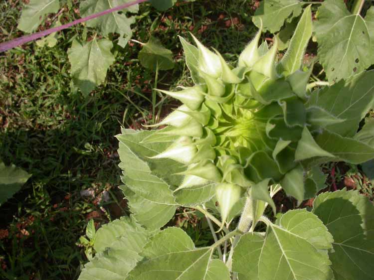 Sunflower 05.JPG 76.8K